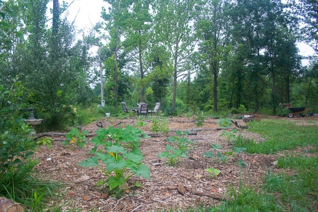 A mulched area with squash in the foreground. The background consists of forest