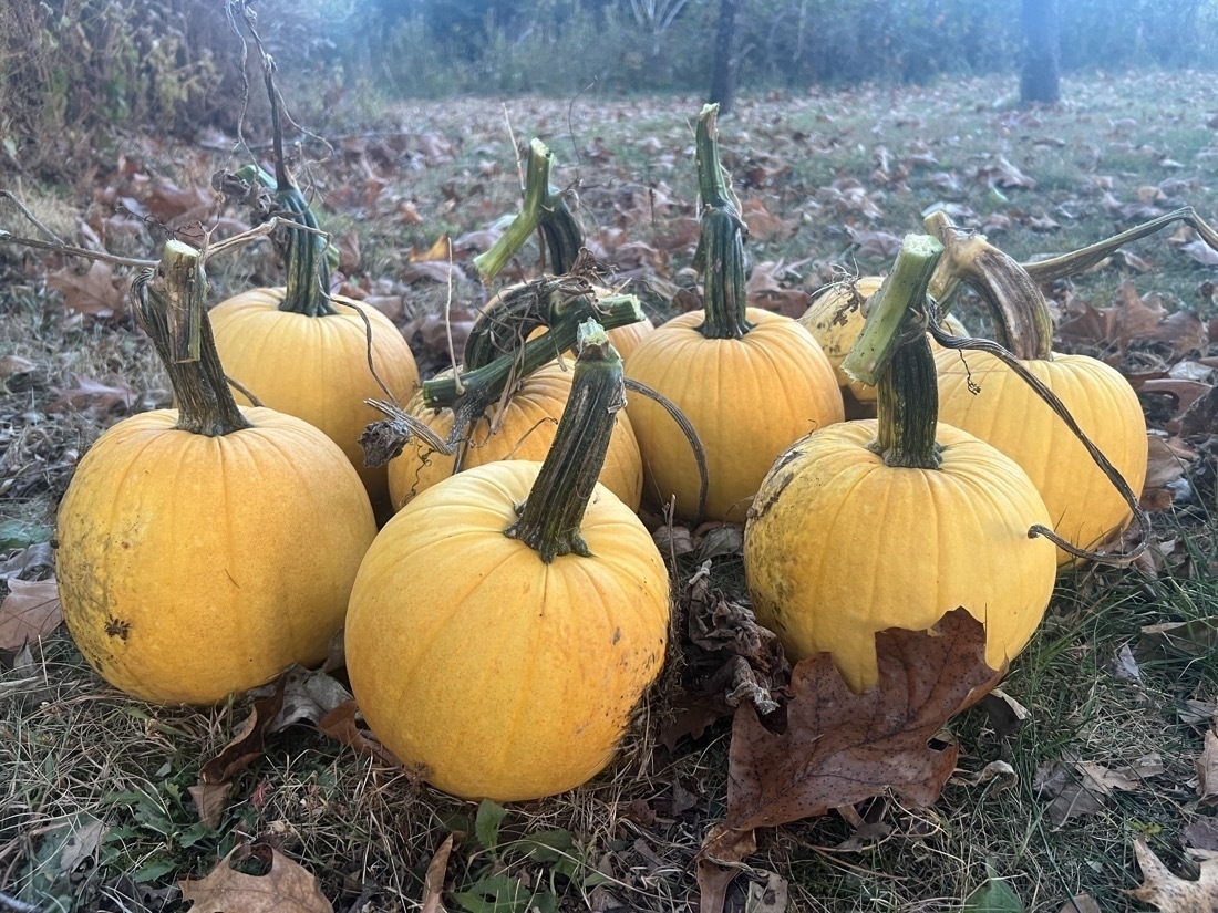 A group of harvested pumpkins sit in the grass