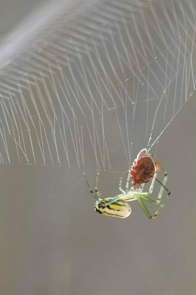 A green legged spider with white, yellow and black abdomen hangs upside down in web, it holds a captured tick.