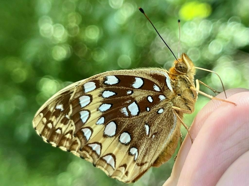 An orange butterfly, wings closed, rests on a hand