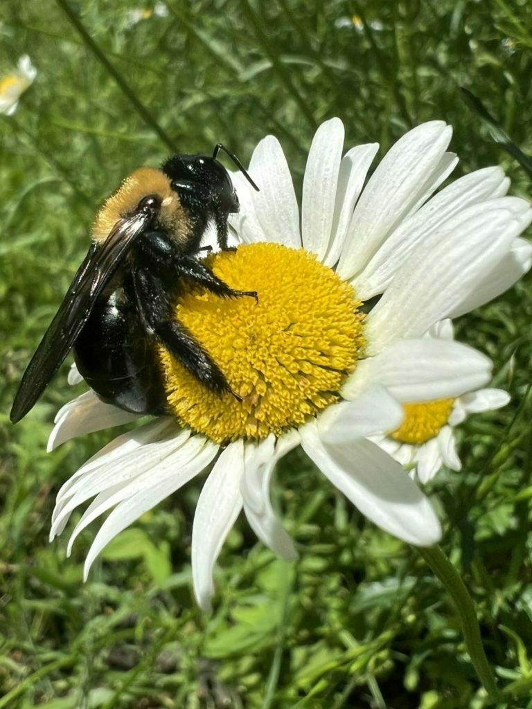 A bumblebee collects pollen from the yellow center of a white daisy.