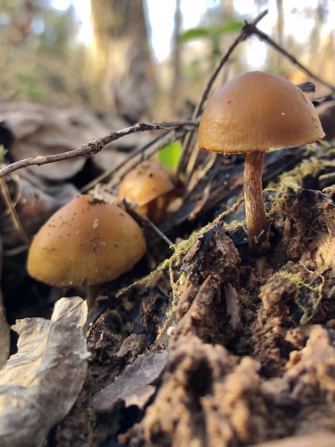 orange-ish brown mushrooms, growing from a  log