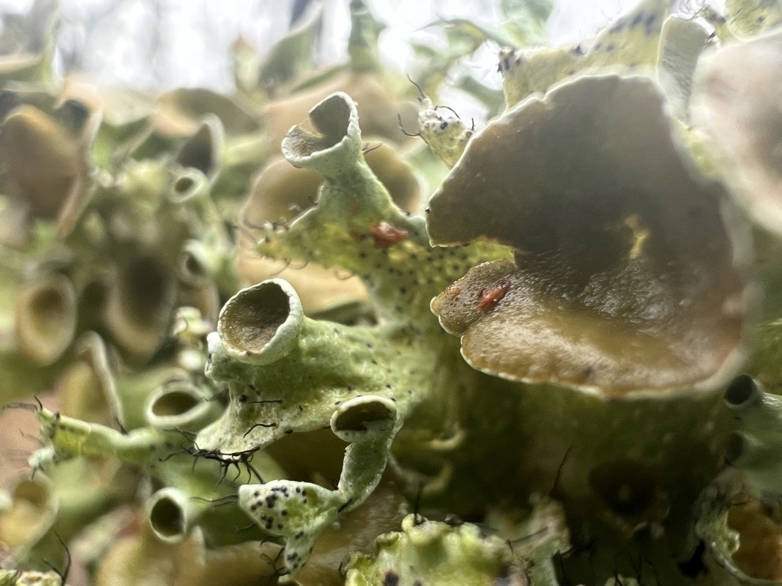 A macro photo of pale green and greenish brown lichen some of which are tubular funnels.