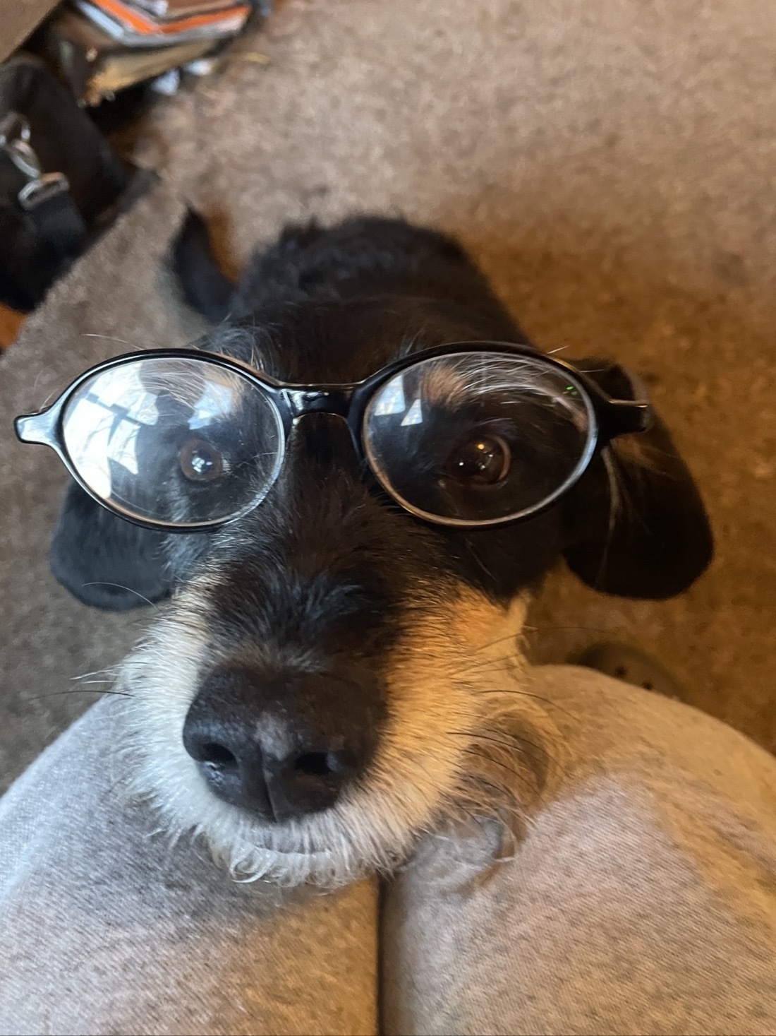 A black haired dog with white beard wears glasses, looking at camera