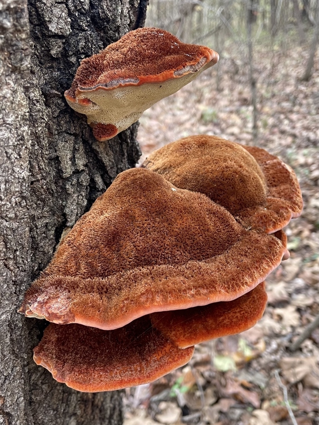 orange, velvety mushroom growing from side of tree