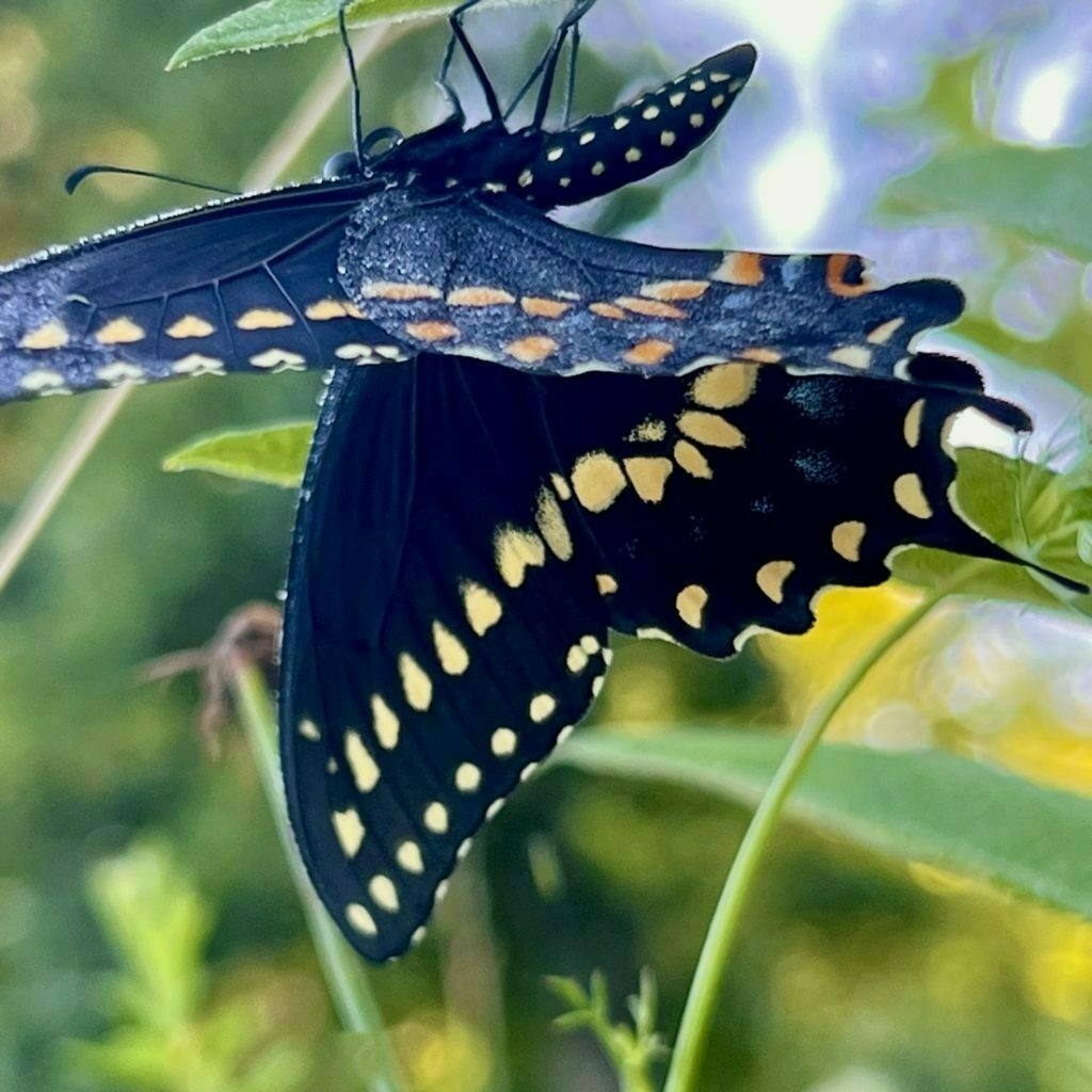 A black swallowtail butterfly hangs upside down, orange spots dominate the underside of wing. Yellow spots on top. Green foliage surrounds the butterfly.