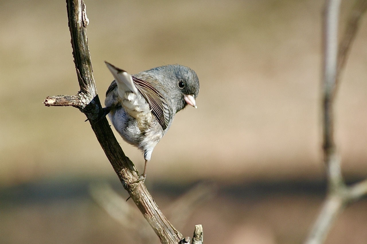 A small gray and brown bird perched on a branch facing the other direction, but looking back at the camera. The background is a blurred brown winter landscape.