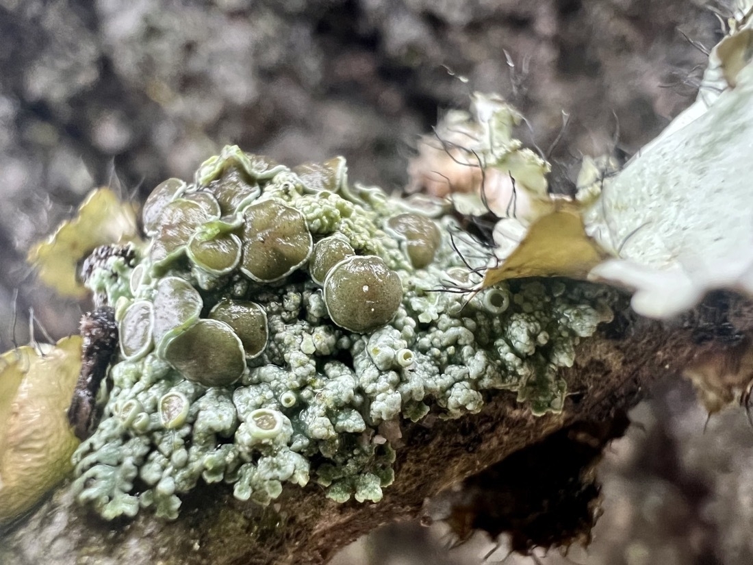 macro photo of very tiny  button shapes growing from lichen. The lichen is a pale green and the button shapes are a brownish green