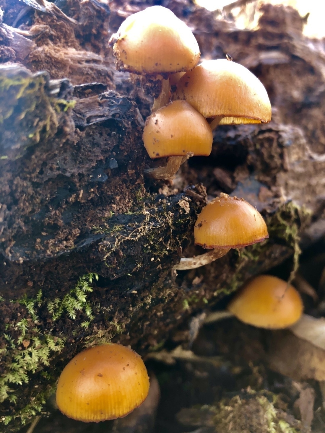  orange-ish brown mushrooms, growing from a  log￼