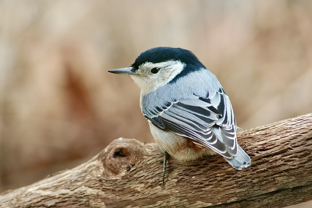 A small gray bird with a white head, a dark blue gray patch along the top of its head. The bird is perched on a branch.