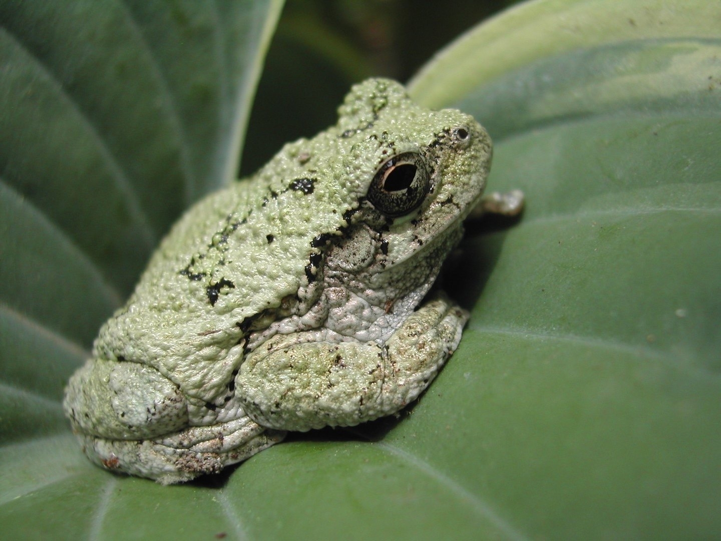 a pale green and bumpy tree frog sits on a large green leaf