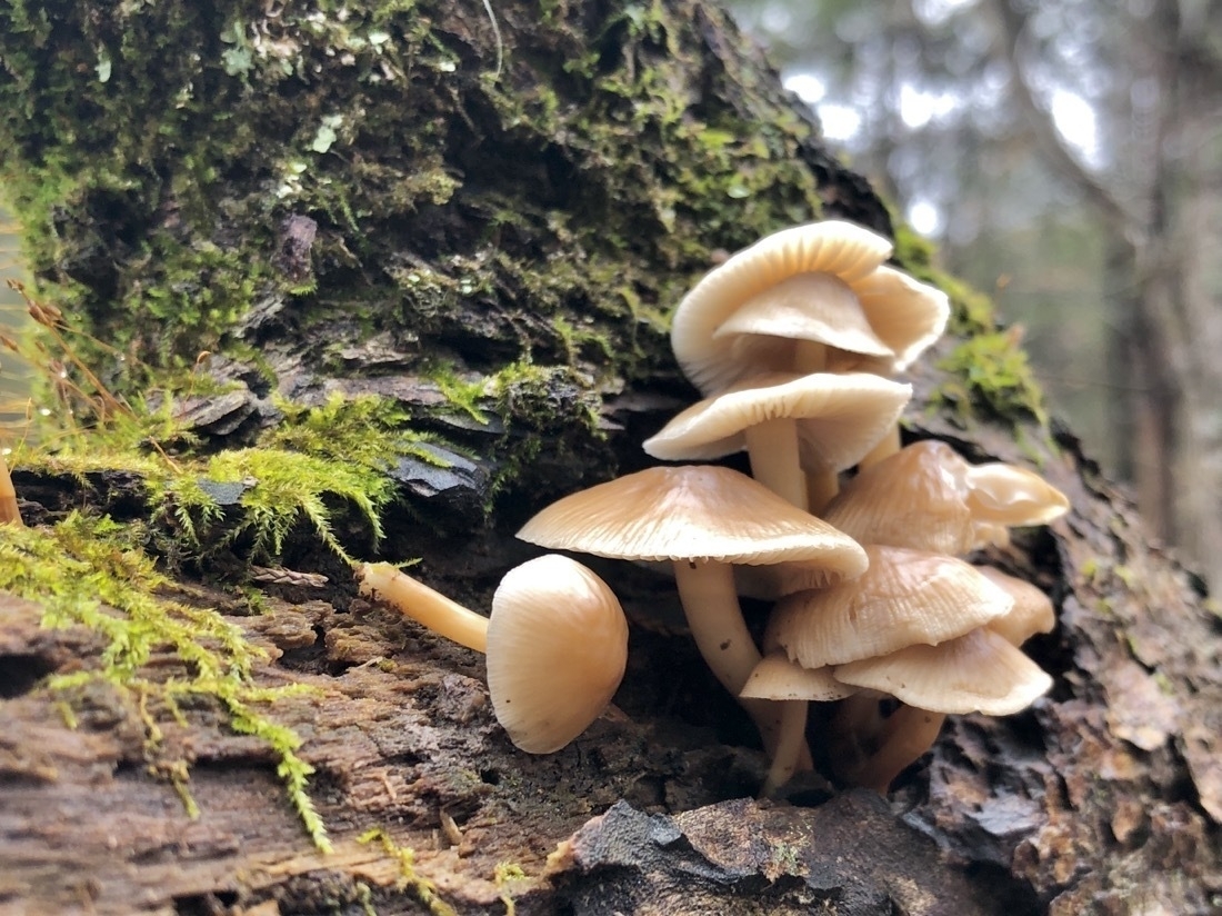 A small cluster of white to cream colored mushrooms growing from a moss covered log