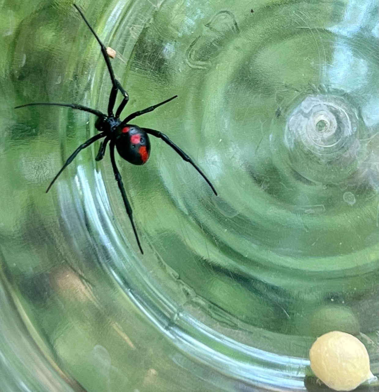 Black spider, a black widow, red spots on back of abdomen