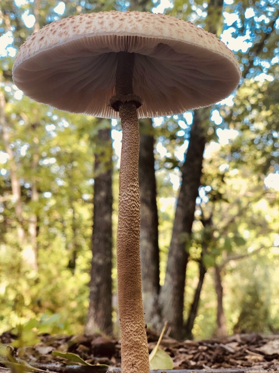 a white, cream colored mushroom