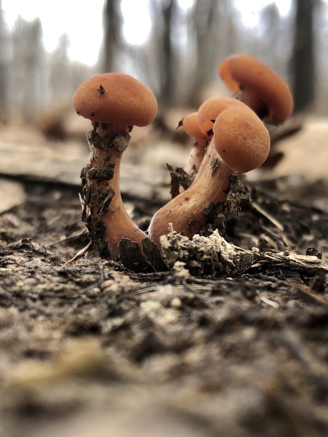A cluster of dark orange mushrooms growing out of soil,