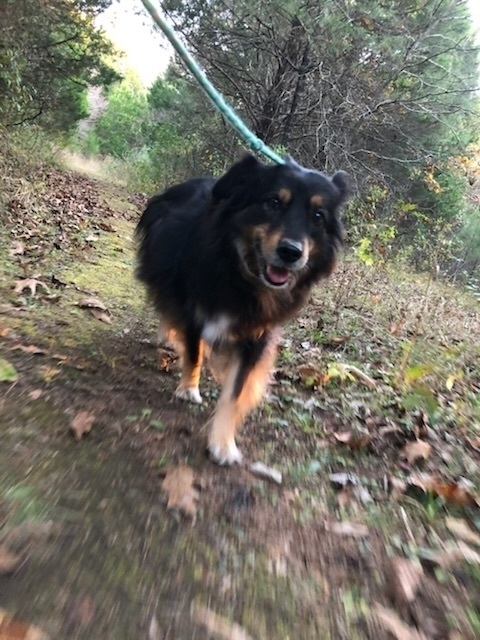 A dog, black hair with orange-brown legs, a green leesh, walking on a trail.