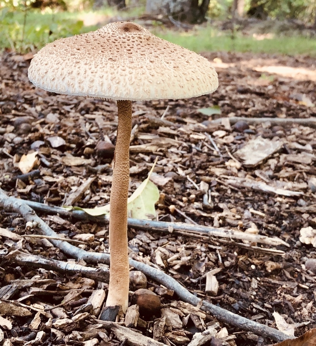 a white, cream colored mushroom
