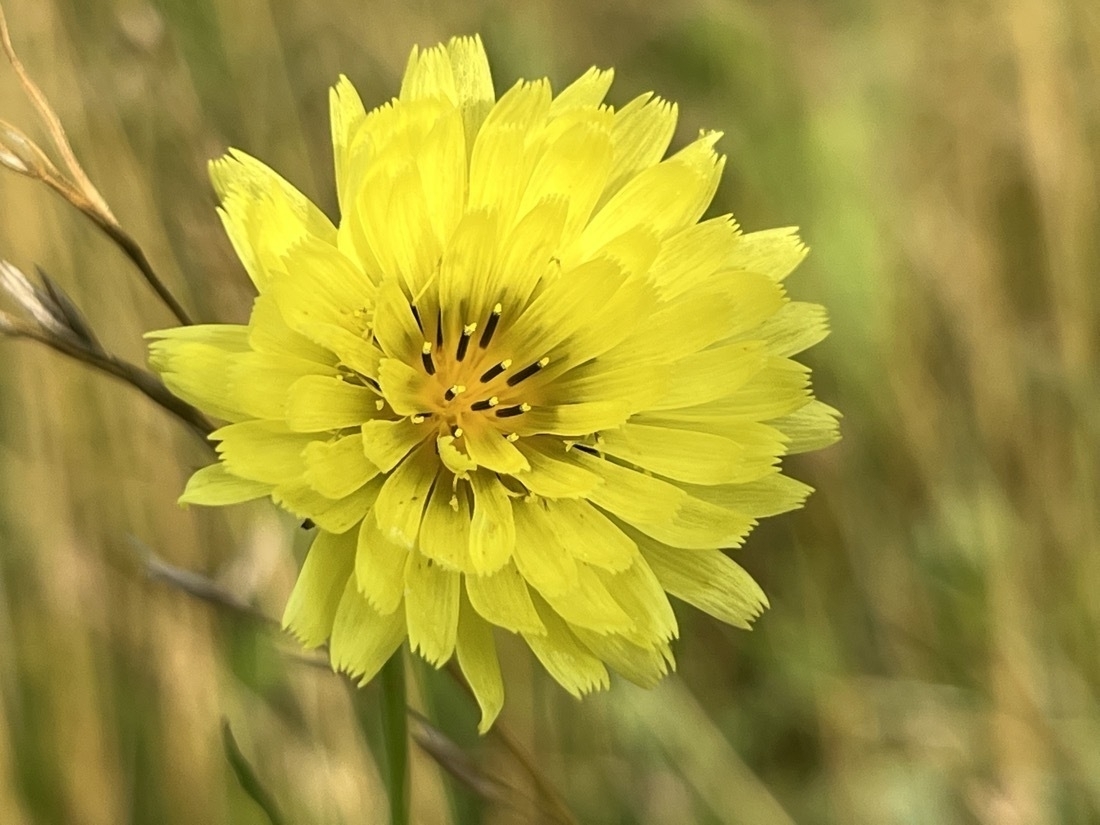 A vibrant yellow flower with dark gold center, blurred grass background of gold and green
