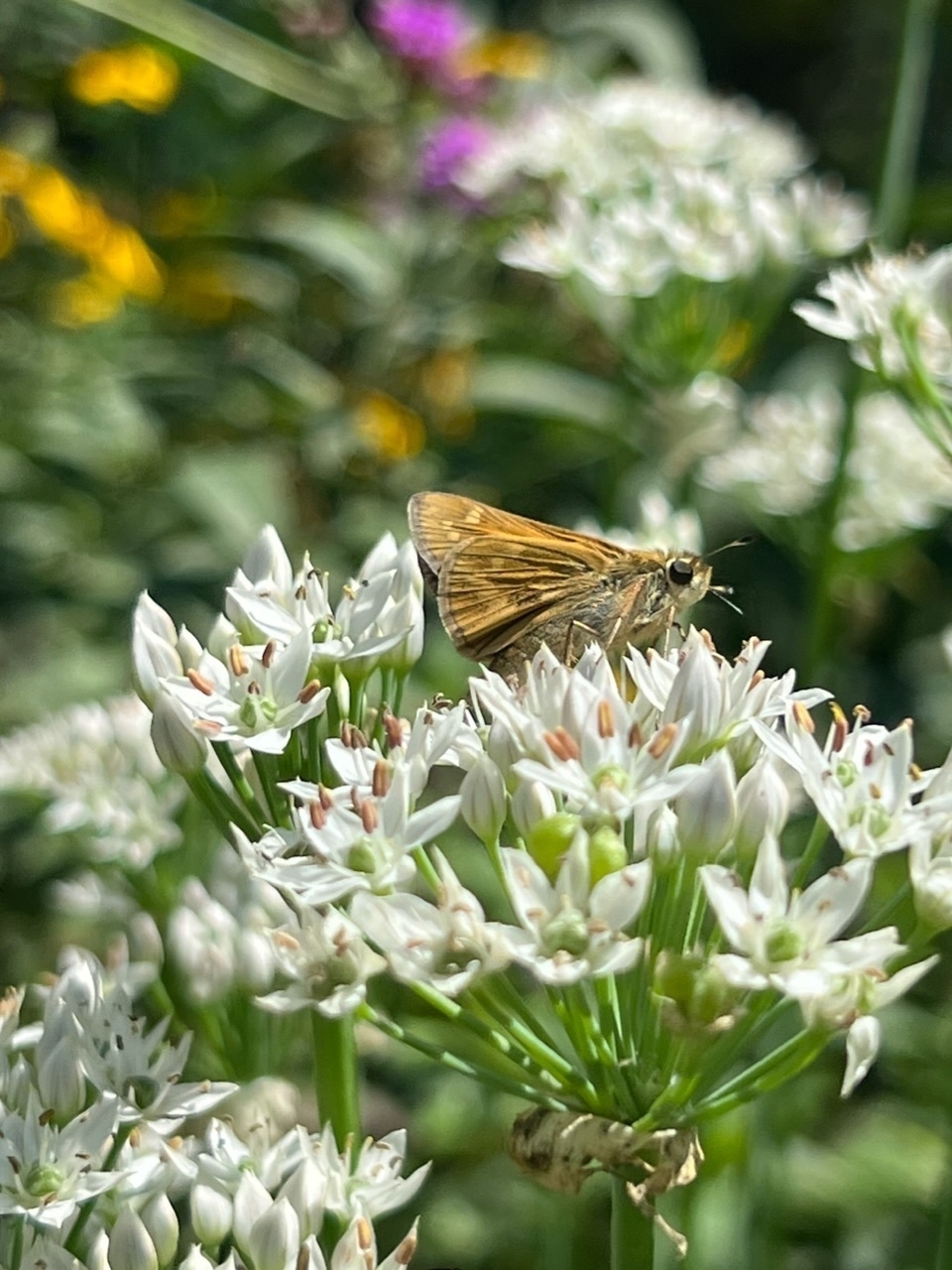 A butterfly feeds from white clusters of small flowers. Yellow and purple flowers in the background.