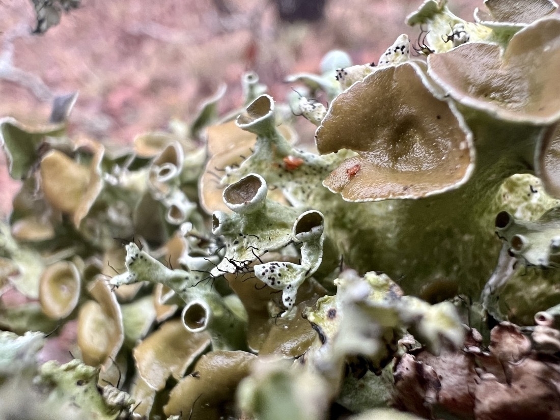 Various green colors of lichen growth that include small broad cups and funnel like structures