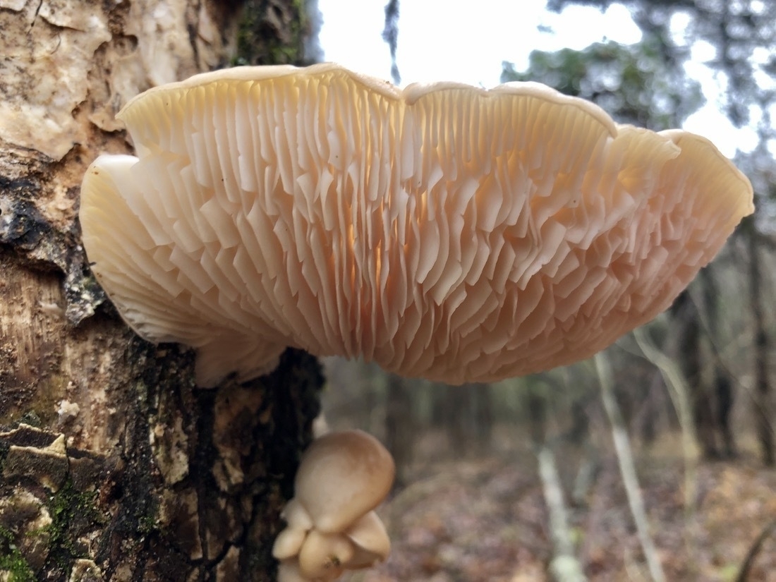 creamy white mushroom grows out of a tree in the forest