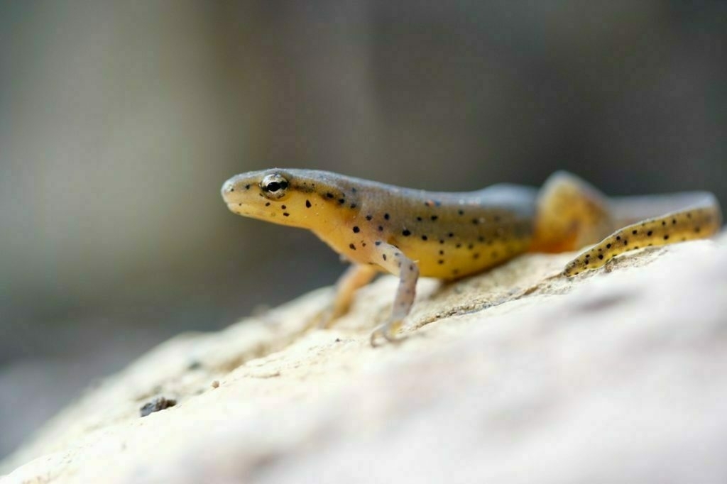 A newt sitting on a rock, orange belly, orange gray back, black specks