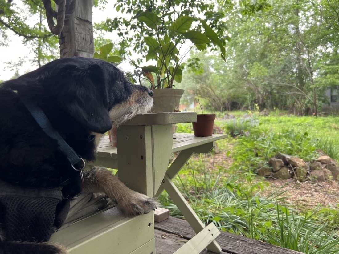 A black dog resting his chin on the arm of a chair looks at a lush green garden