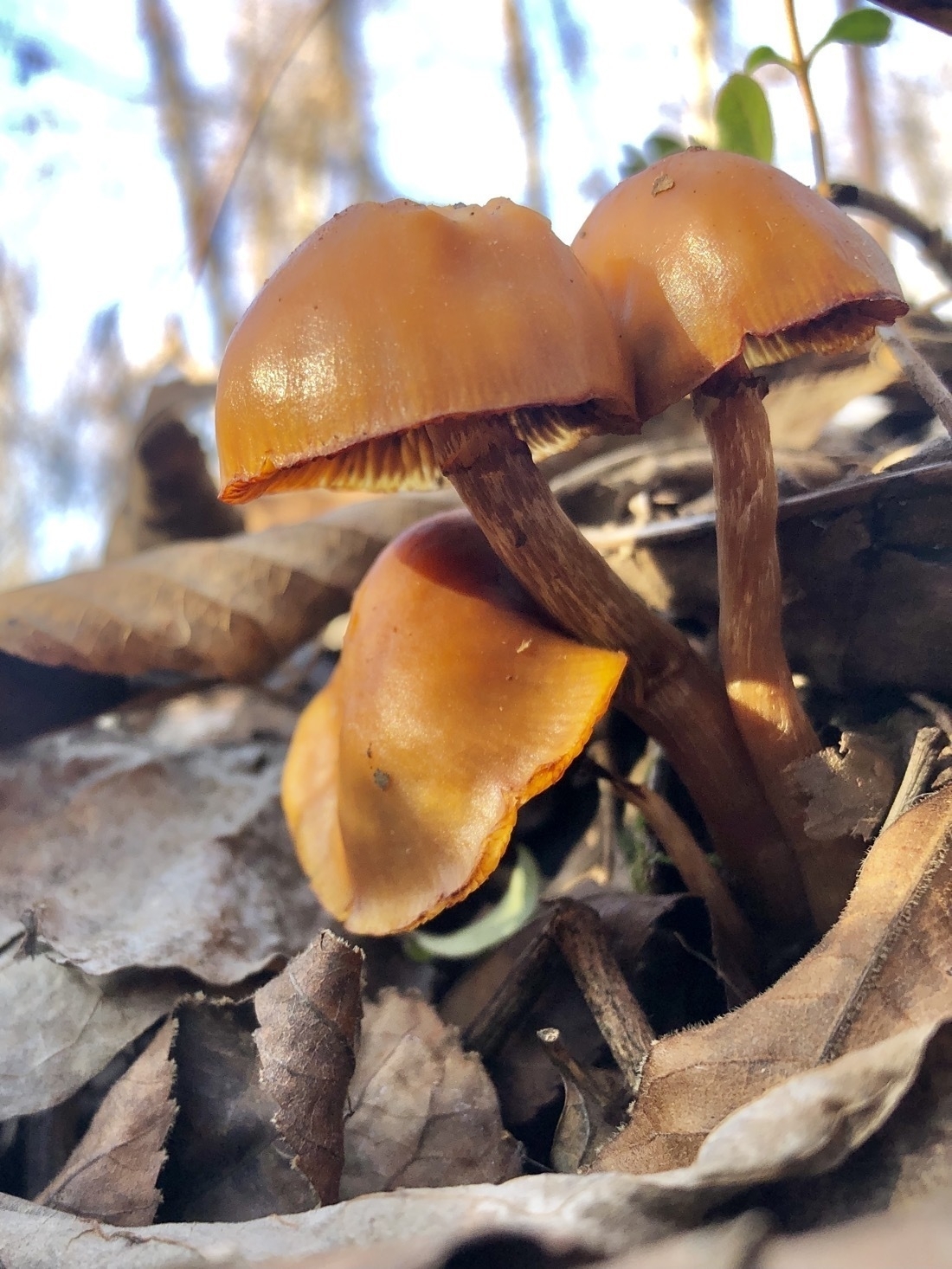 orange-ish brown mushrooms, growing from a  log