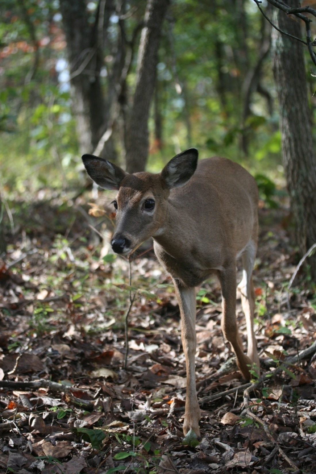 a Whitetail deer in the woods