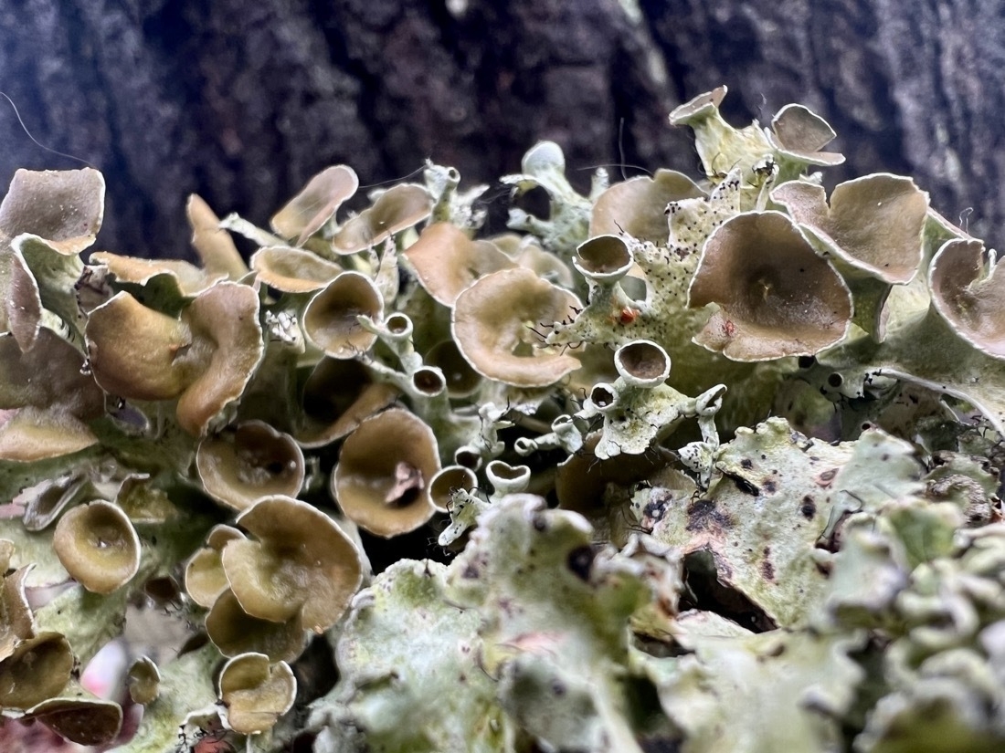 macro photo of very tiny funnel and umbrella lichen that range from a pale green to a brownish green