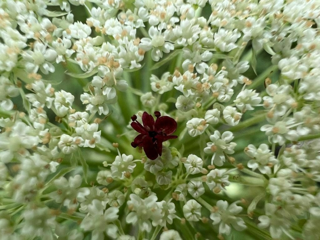 Close-up image of small white  flowers at the center is a very dark red single flower