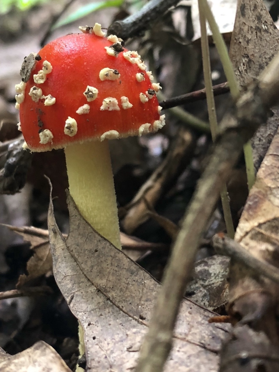 a red mushroom with a white stem growing out of the forest floor