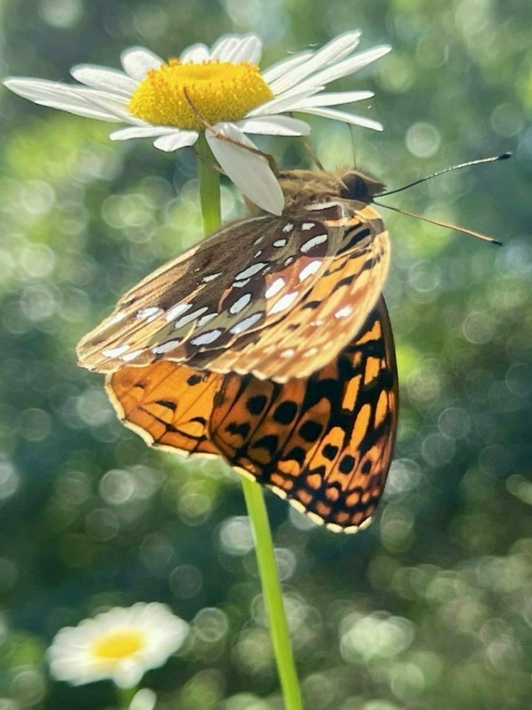 An orange butterfly with white and black spots hangs from a white daisy with yellow center.