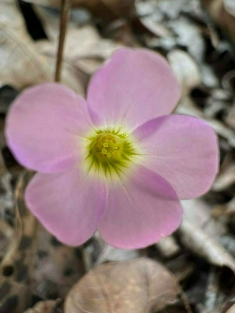 Pink flower with 5 petals, a yellow and green center, brown leaves in background.