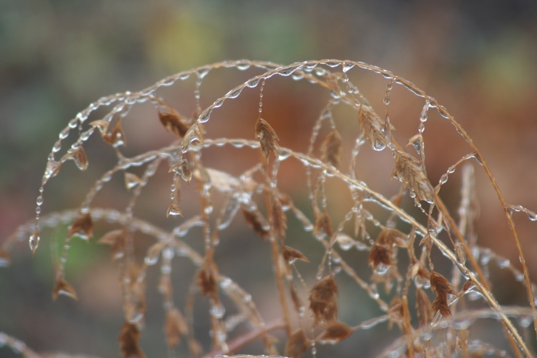 water droplets cover the stems and seeds of a golden brown grass that is wilting under the weight.