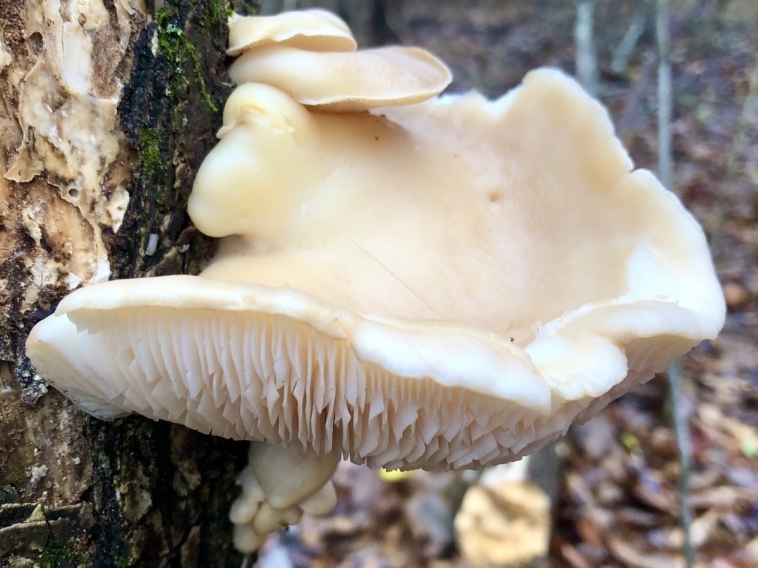 creamy white mushroom grows out of a tree in the forest