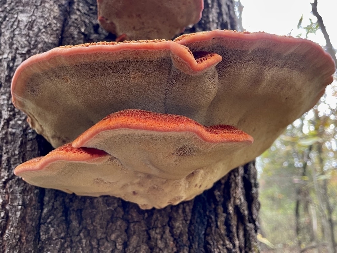 orange, velvety mushroom with a white underside growing from side of tree