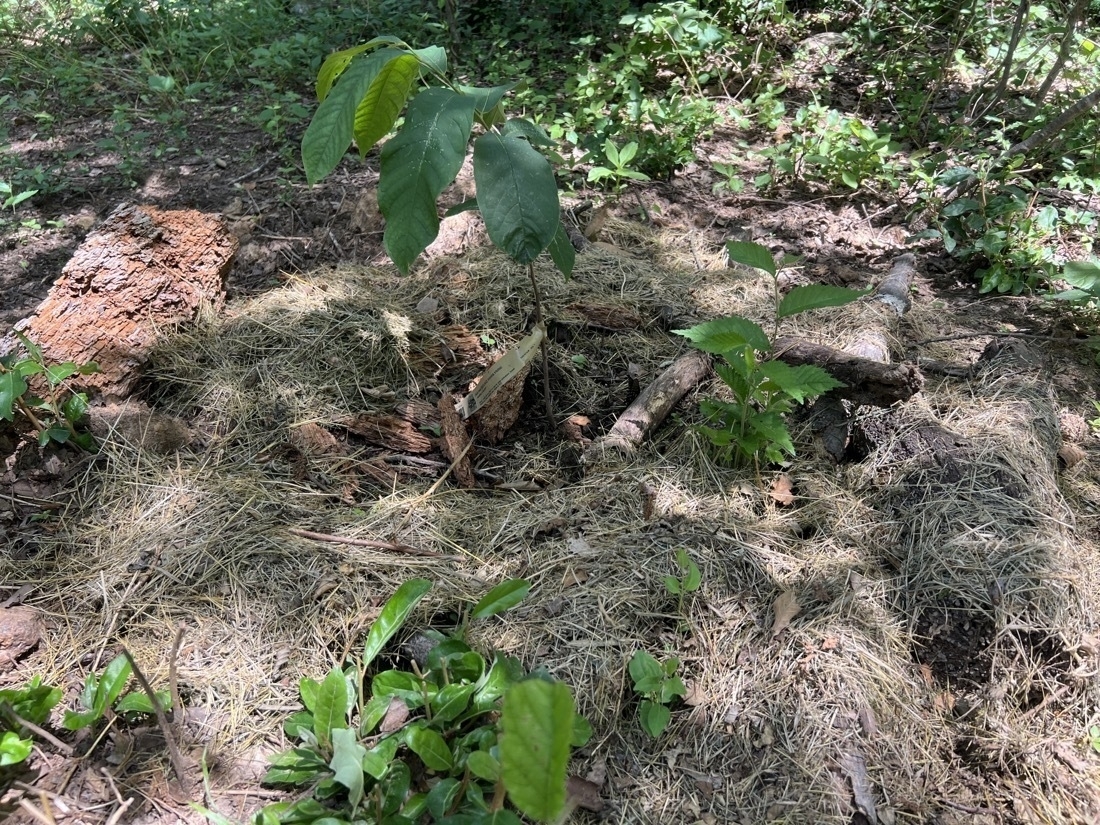 A small tree is heavily mulched with grass clippings, sticks and small logs