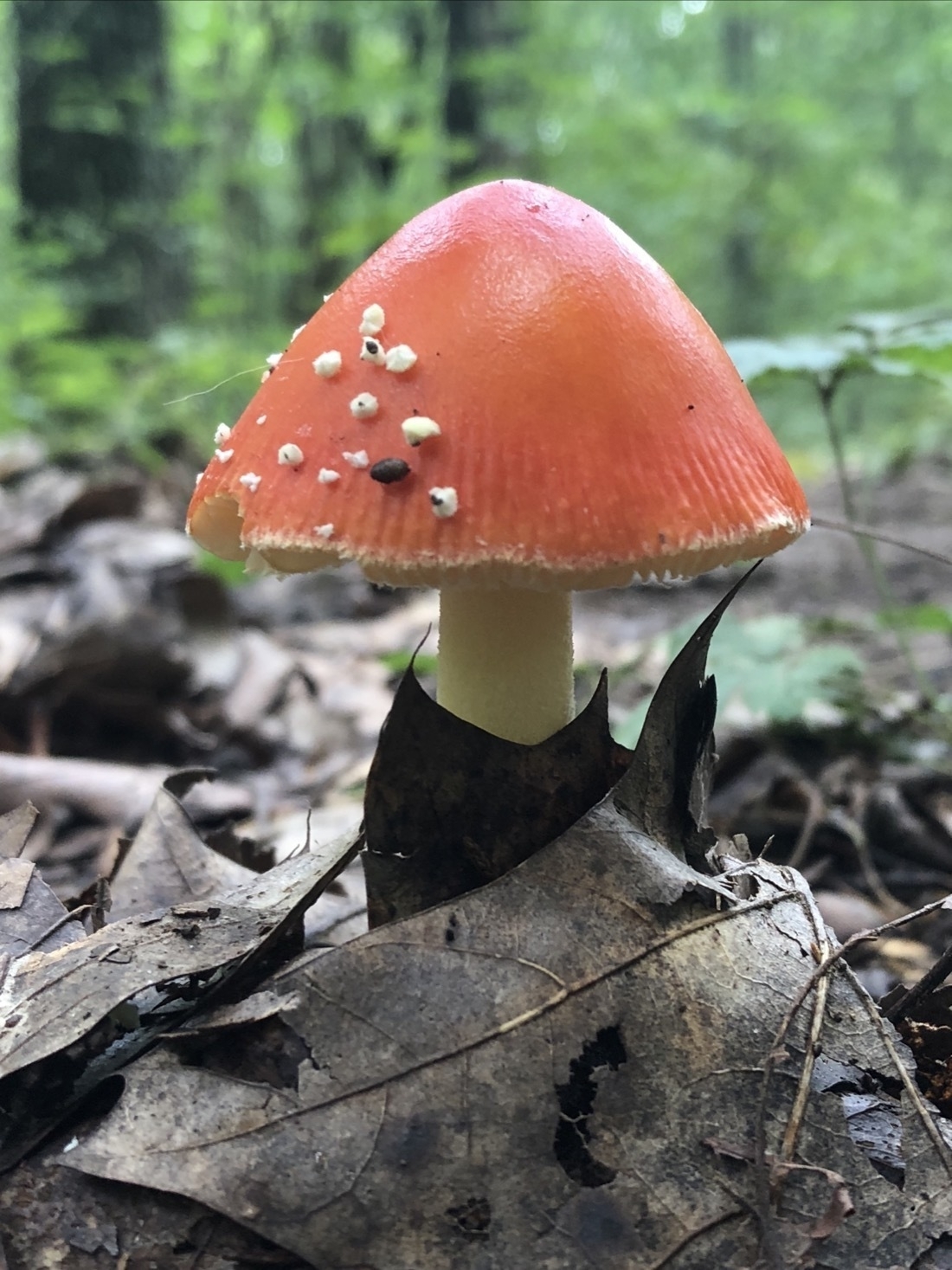 a red mushroom with a white stem growing out of the forest floor