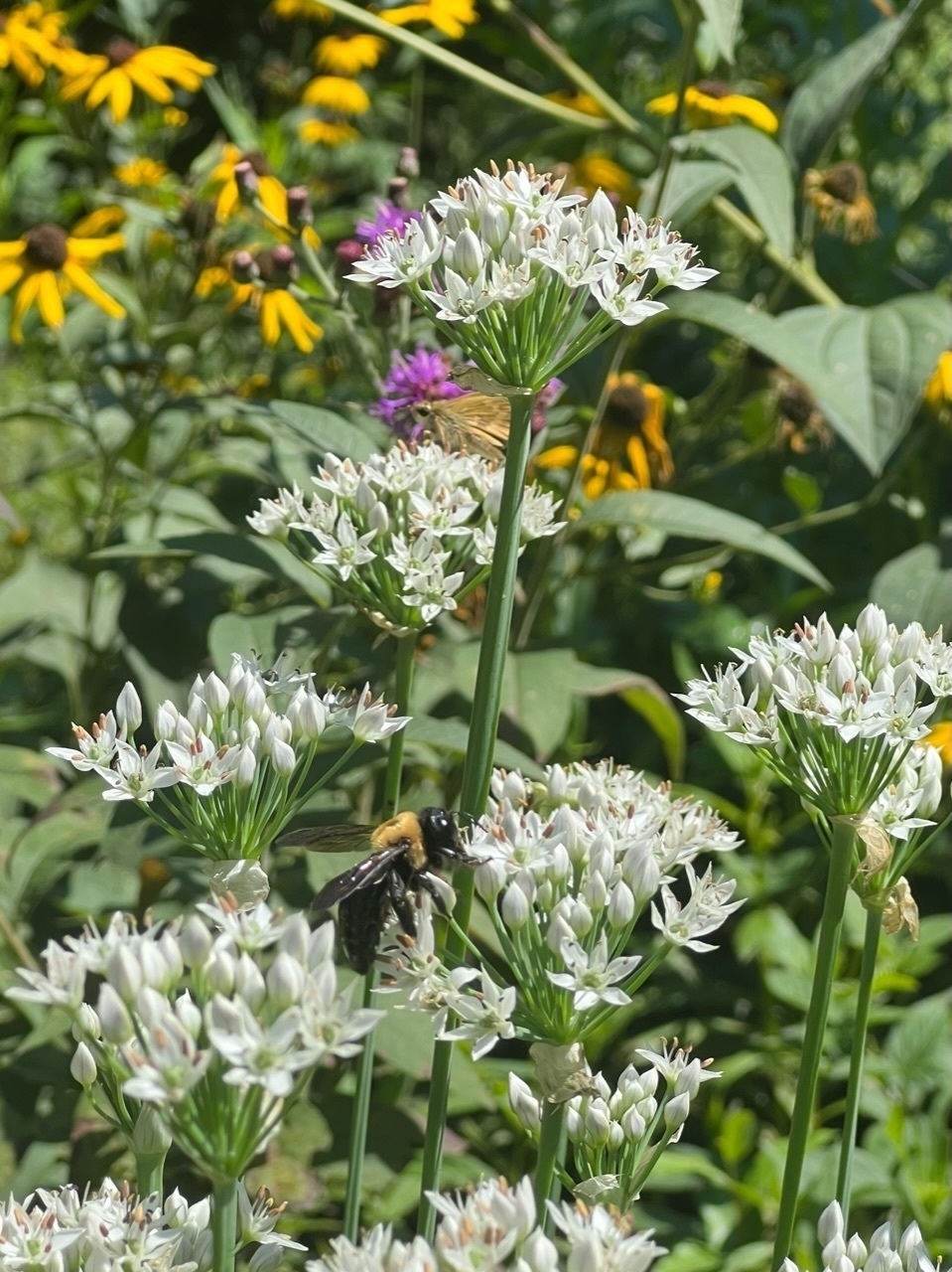 A bumblebee feeds from white clusters of small flowers. Yellow and purple flowers in the background.