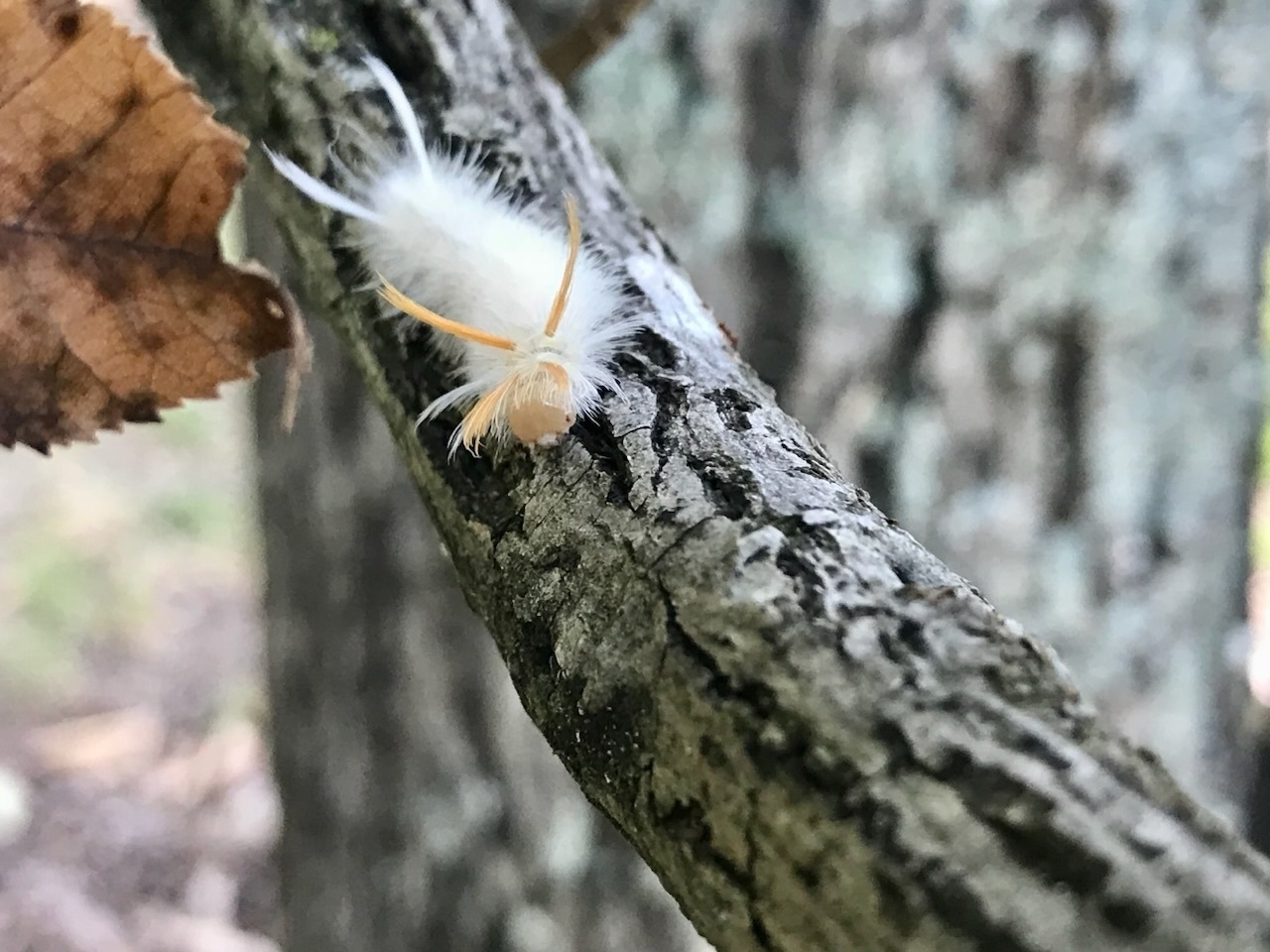 A furry white caterpillar with light orange eyes and orange tufts near the head