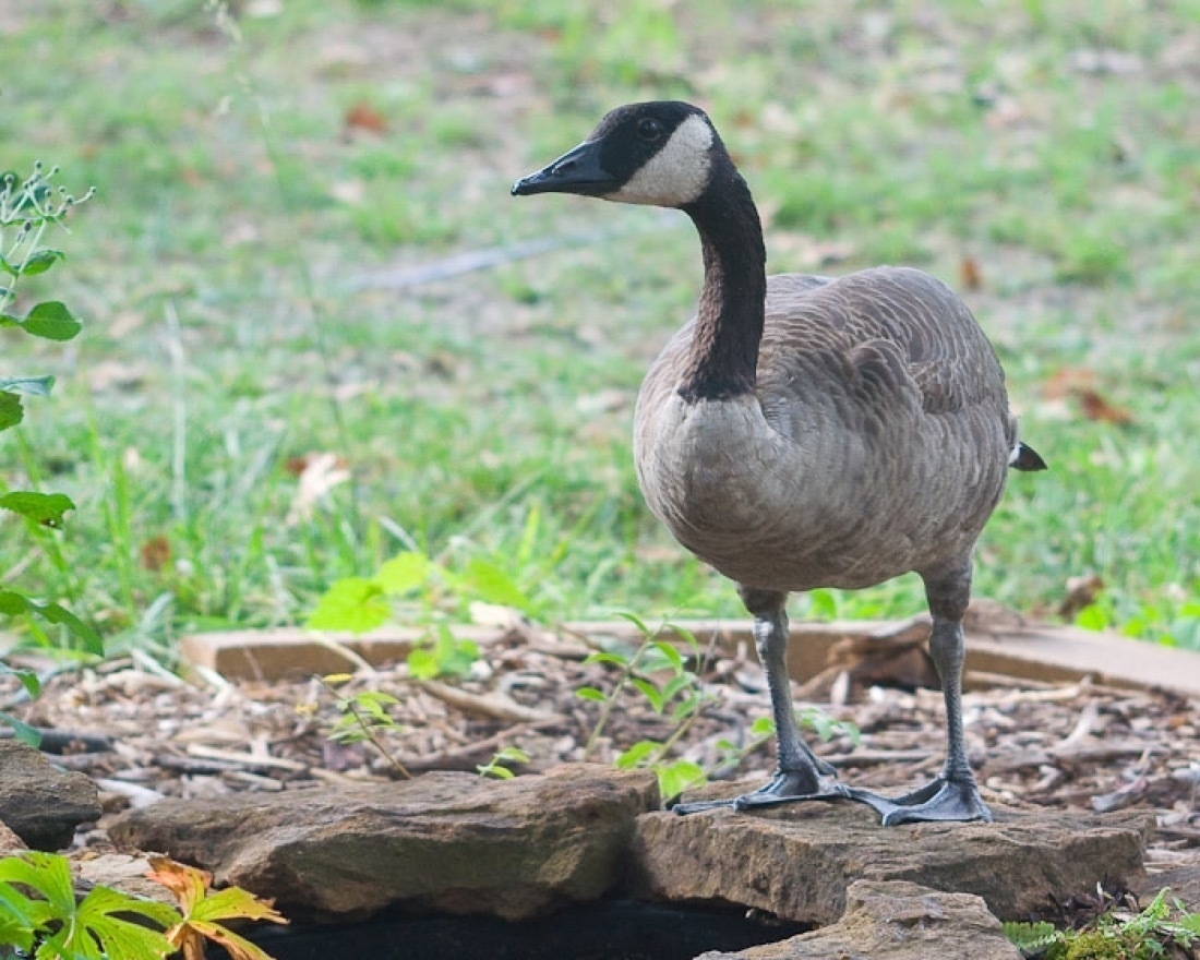 A Canada goose stands on a rock surrounded by mulch, grass in the background