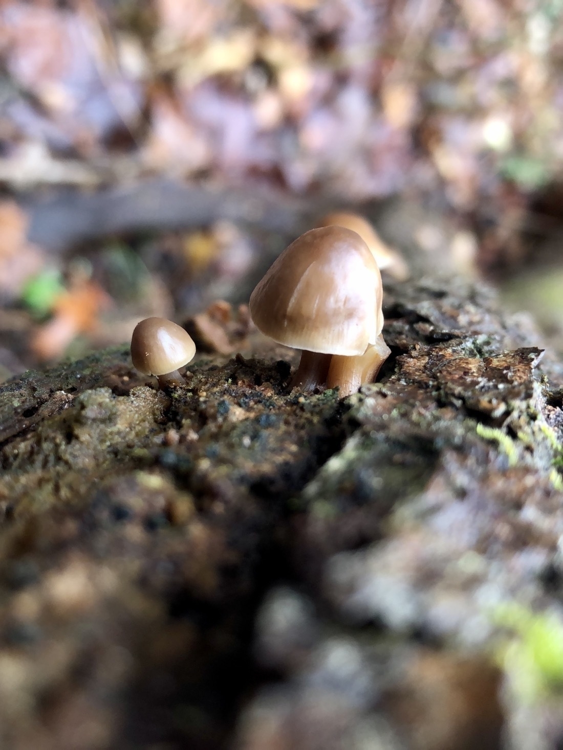 Two small brownish cream mushrooms growing from a log