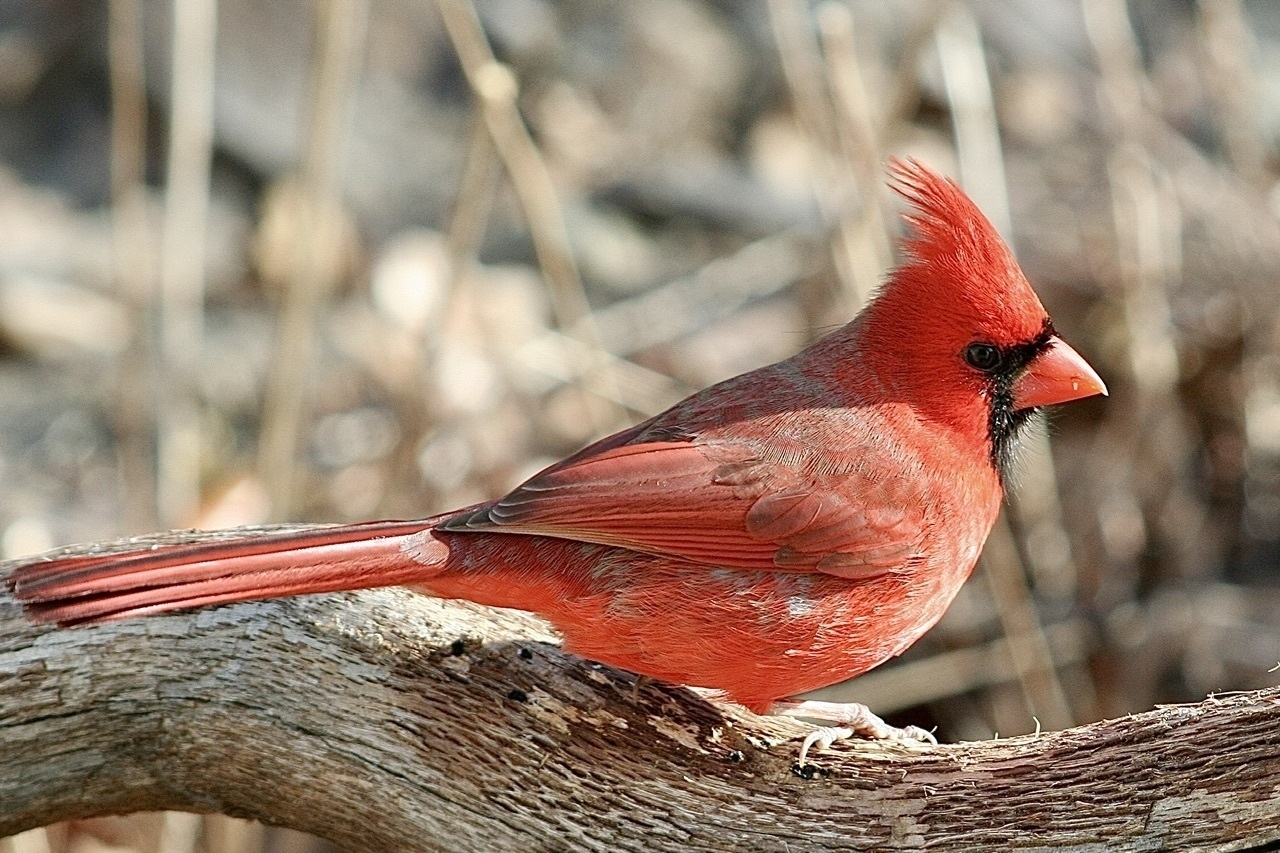 A vibrant, red bird, sitting on a branch set against a blurred, brownish, winter background