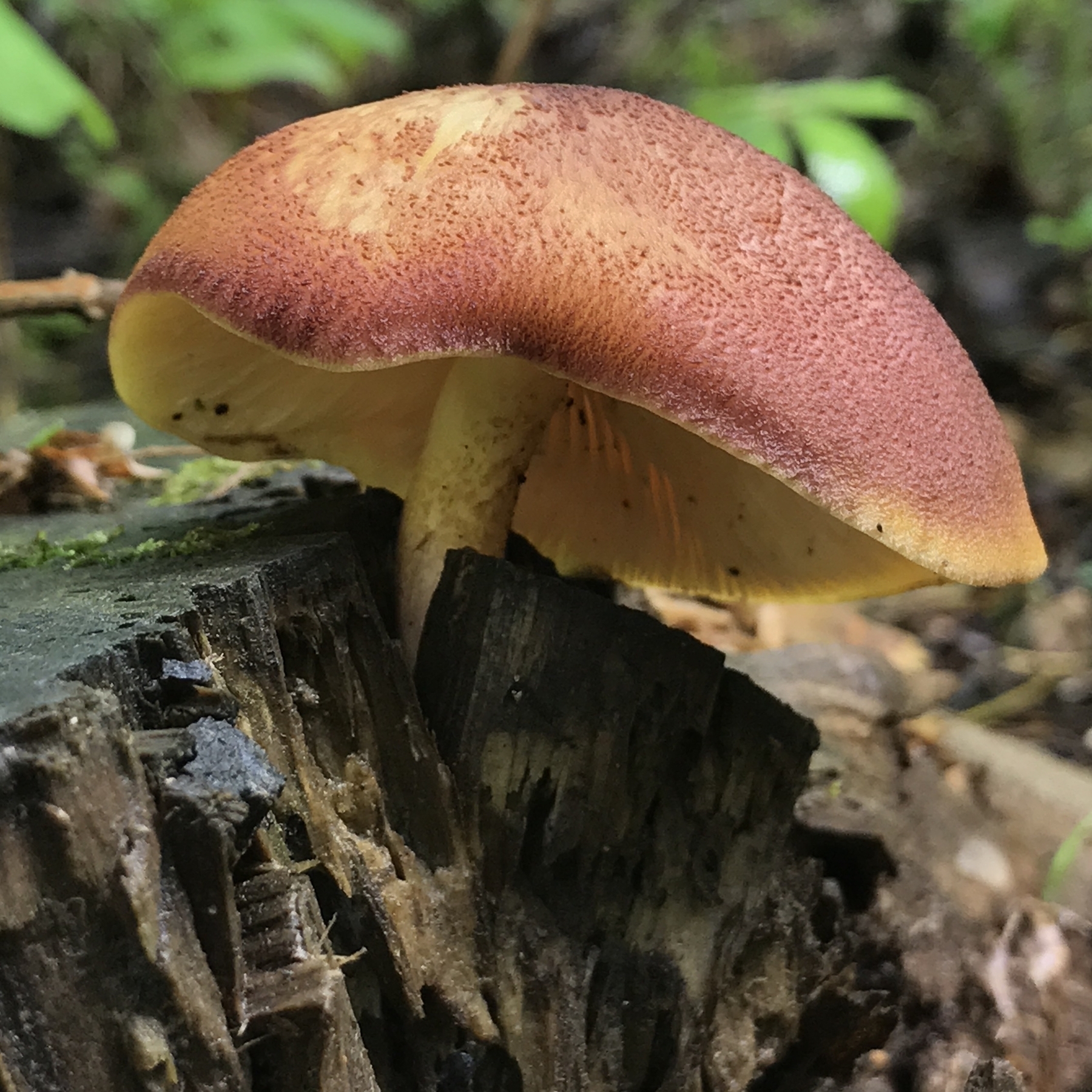 Orange topped mushroom growing out of a tree stump