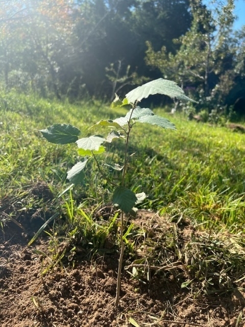 Small, recently planted hazelnut sapling in soil, surrounded by grass and fruit trees in background