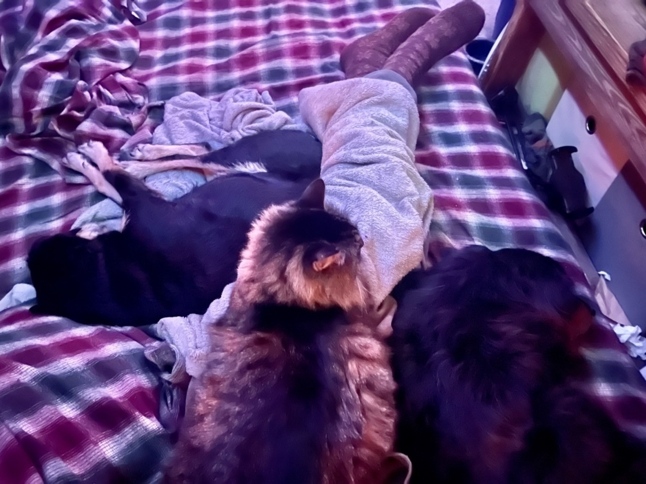 Laying on a futon, I am surrounded by two dogs and a cat covering my lap