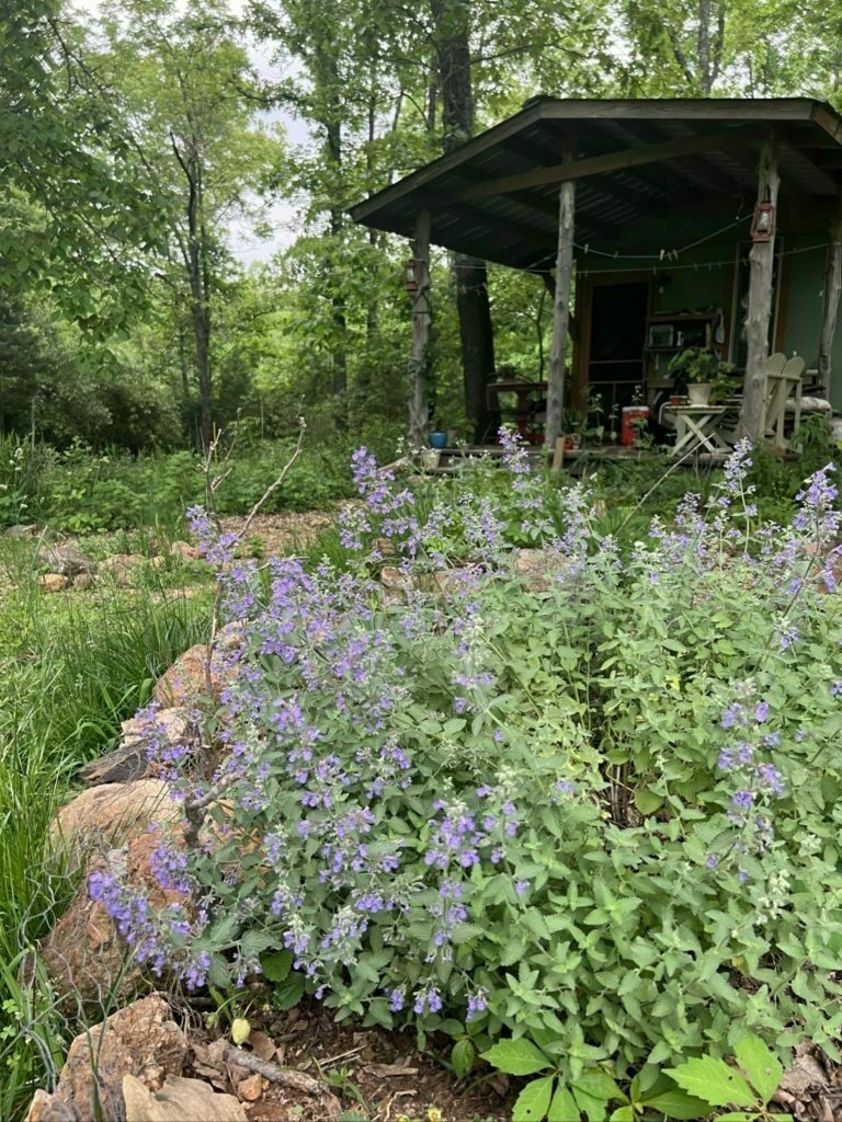 A plant with small purple flowers in a rock bordered garden bed with a small cabin in the background, all in a woodland setting. 