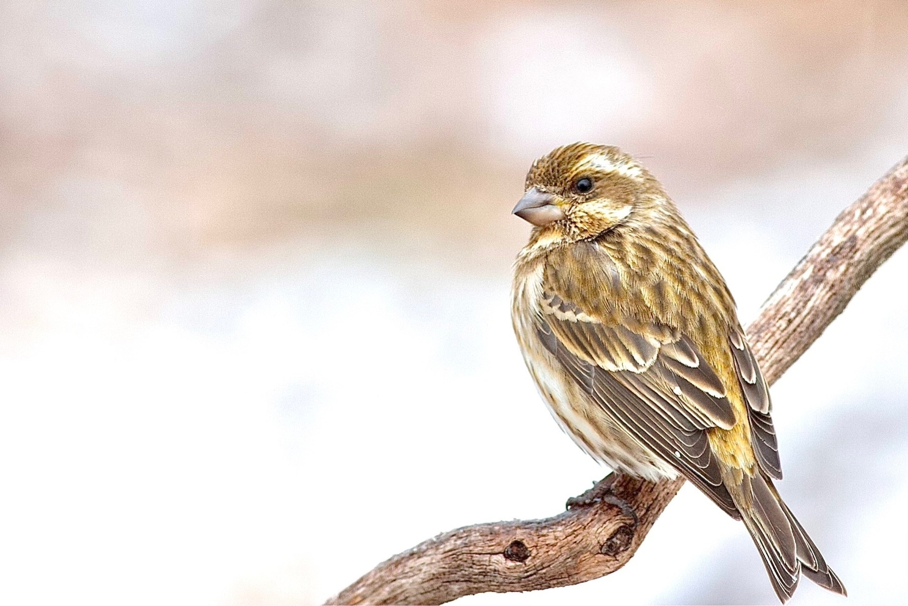 A small tannish yellow and white colored bird is perched on a branch set against blurred winter background 