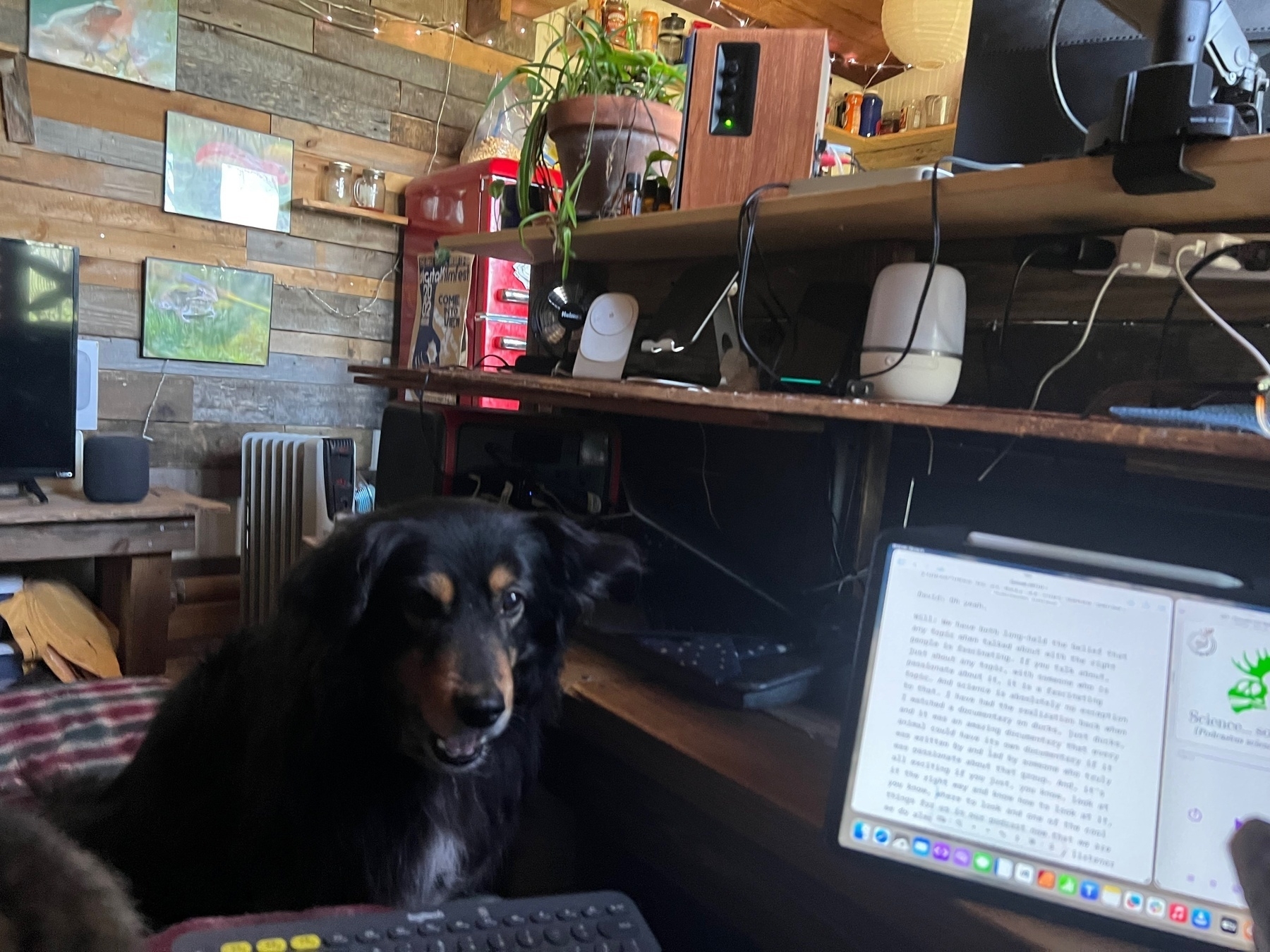 a black dog is looking at the photographer, and beginning to yawn. An iPad sits on the shelf to the right side, and in the background are very shelves and decorations in a tiny house